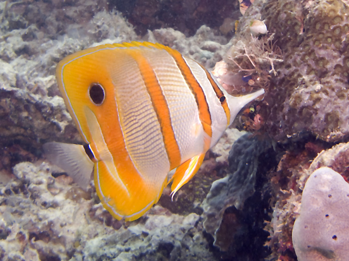 Long-beaked coralfish (H29).jpg